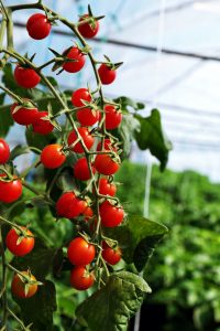 Interview with Márk Bogár, Hungarian chili farmer @hungarianchilifarmer