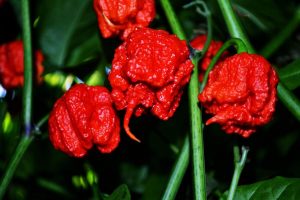 Interview with Márk Bogár, Hungarian chili farmer @hungarianchilifarmer