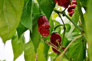 Interview with Márk Bogár, Hungarian chili farmer @hungarianchilifarmer