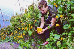 Interview with Márk Bogár, Hungarian chili farmer @hungarianchilifarmer