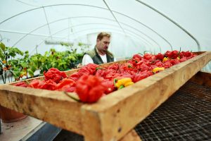 Interview with Márk Bogár, Hungarian chili farmer @hungarianchilifarmer