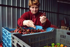 Interview with Márk Bogár, Hungarian chili farmer @hungarianchilifarmer
