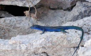 Blue lizard Capri Credit photo Luigi Esposito
